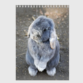 Скетчбук с принтом Кролик , 100% бумага
 | 48 листов, плотность листов — 100 г/м2, плотность картонной обложки — 250 г/м2. Листы скреплены сверху удобной пружинной спиралью | грызун | животные | заяц | кролик | мордочка | природа | пушистый | уши