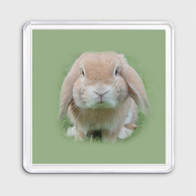 Магнит 55*55 с принтом Кролик , Пластик | Размер: 65*65 мм; Размер печати: 55*55 мм | Тематика изображения на принте: грызун | животные | заяц | кролик | мордочка | природа | пушистый | уши
