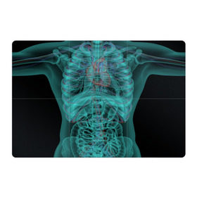 Магнитный плакат 3Х2 с принтом рентген человека , Полимерный материал с магнитным слоем | 6 деталей размером 9*9 см | кости | органы | рентген | человек