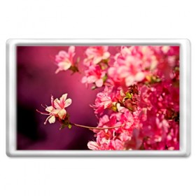 Магнит 45*70 с принтом Сакура , Пластик | Размер: 78*52 мм; Размер печати: 70*45 | Тематика изображения на принте: 3d | flower | nature | pink | sakura | весна | деревья | природа | розовый | сакура | цветы | япония