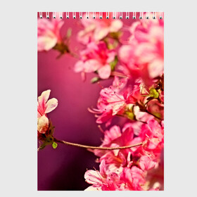 Скетчбук с принтом Сакура , 100% бумага
 | 48 листов, плотность листов — 100 г/м2, плотность картонной обложки — 250 г/м2. Листы скреплены сверху удобной пружинной спиралью | 3d | flower | nature | pink | sakura | весна | деревья | природа | розовый | сакура | цветы | япония