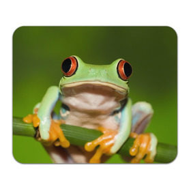 Коврик прямоугольный с принтом Лягушка , натуральный каучук | размер 230 х 185 мм; запечатка лицевой стороны | frog | жаба | животные | зеленый | ква | лягуха | лягушка | лягушонок