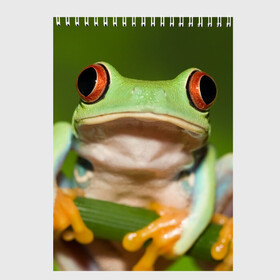 Скетчбук с принтом Лягушка , 100% бумага
 | 48 листов, плотность листов — 100 г/м2, плотность картонной обложки — 250 г/м2. Листы скреплены сверху удобной пружинной спиралью | frog | жаба | животные | зеленый | ква | лягуха | лягушка | лягушонок