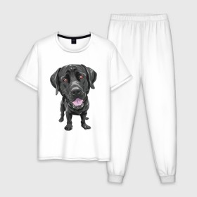 Мужская пижама хлопок с принтом Черный лабрадор , 100% хлопок | брюки и футболка прямого кроя, без карманов, на брюках мягкая резинка на поясе и по низу штанин
 | домашние животные | лабрадоры | пес | песик | ретриверы | собака | собачка