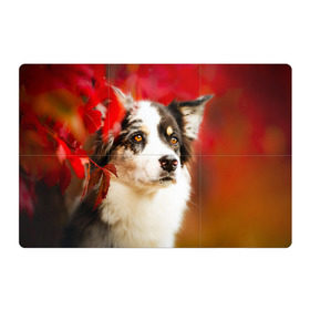 Магнитный плакат 3Х2 с принтом Бордер колли в красных листьях , Полимерный материал с магнитным слоем | 6 деталей размером 9*9 см | border collie | dog | бордер колли | красный | листья | осень | собака