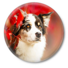 Значок с принтом Бордер колли в красных листьях ,  металл | круглая форма, металлическая застежка в виде булавки | border collie | dog | бордер колли | красный | листья | осень | собака