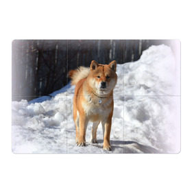 Магнитный плакат 3Х2 с принтом Акита-ину , Полимерный материал с магнитным слоем | 6 деталей размером 9*9 см | Тематика изображения на принте: акита | животное | животные | ину | овчарка | пес | песик | псы | сиба | собака | собаки | шиба