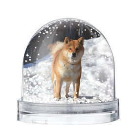 Снежный шар с принтом Акита-ину , Пластик | Изображение внутри шара печатается на глянцевой фотобумаге с двух сторон | Тематика изображения на принте: акита | животное | животные | ину | овчарка | пес | песик | псы | сиба | собака | собаки | шиба