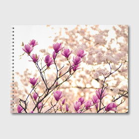 Альбом для рисования с принтом Сакура , 100% бумага
 | матовая бумага, плотность 200 мг. | Тематика изображения на принте: деревья | красота | небо | природа | сакура | цветение | цветы | япония