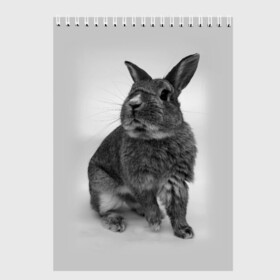 Скетчбук с принтом Кролик , 100% бумага
 | 48 листов, плотность листов — 100 г/м2, плотность картонной обложки — 250 г/м2. Листы скреплены сверху удобной пружинной спиралью | заяц | кролик