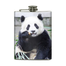 Фляга с принтом Большая панда , металлический корпус | емкость 0,22 л, размер 125 х 94 мм. Виниловая наклейка запечатывается полностью | бамбук | белый | джунгли | дикое | животное | китай | лес | медведь | черный