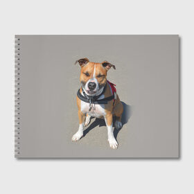 Альбом для рисования с принтом Стаффордшир , 100% бумага
 | матовая бумага, плотность 200 мг. | Тематика изображения на принте: животные | пес | питбуль | природа | собака | стафф | стаффордшир | стаффордширский терьер