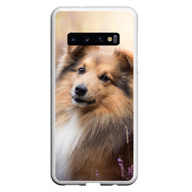 Чехол для Samsung Galaxy S10 с принтом Шелти , Силикон | Область печати: задняя сторона чехла, без боковых панелей | dog | взгляд | колли | собака