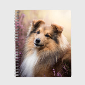 Тетрадь с принтом Шелти , 100% бумага | 48 листов, плотность листов — 60 г/м2, плотность картонной обложки — 250 г/м2. Листы скреплены сбоку удобной пружинной спиралью. Уголки страниц и обложки скругленные. Цвет линий — светло-серый
 | Тематика изображения на принте: dog | взгляд | колли | собака