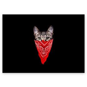 Поздравительная открытка с принтом Gangsta Cat , 100% бумага | плотность бумаги 280 г/м2, матовая, на обратной стороне линовка и место для марки
 | cat | cats | gangsta | kitten | kitty | pussy | гангстер | кот | котенок | котик | котики | коты | котята | кошка | кошки | платок