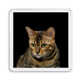 Магнит 55*55 с принтом Бенгальский кот , Пластик | Размер: 65*65 мм; Размер печати: 55*55 мм | bengal cat | cat | бенгальская кошка | бенгальский | кот | котик | коты | кошки