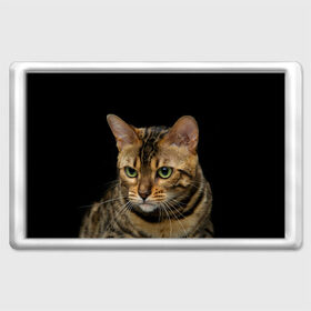 Магнит 45*70 с принтом Бенгальский кот , Пластик | Размер: 78*52 мм; Размер печати: 70*45 | Тематика изображения на принте: bengal cat | cat | бенгальская кошка | бенгальский | кот | котик | коты | кошки