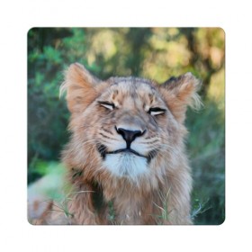 Магнит виниловый Квадрат с принтом Улыбка львицы , полимерный материал с магнитным слоем | размер 9*9 см, закругленные углы | Тематика изображения на принте: голова | животные | кот | кошка | лев | лицо | львица | прикол | прикольные | природа | смешные | тигр | тигрица | улыбается | улыбка | юмор