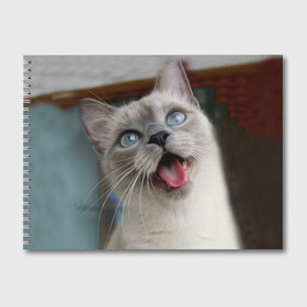 Альбом для рисования с принтом Сиамский котенок , 100% бумага
 | матовая бумага, плотность 200 мг. | Тематика изображения на принте: животные | кот | котенок | котик | кошечка | кошка | милый | мордочка | показывает язык | прикол | серый | сиамская | сиамская кошка | сиамский котенок | юмор | язык
