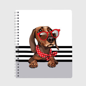 Тетрадь с принтом Такса в очках , 100% бумага | 48 листов, плотность листов — 60 г/м2, плотность картонной обложки — 250 г/м2. Листы скреплены сбоку удобной пружинной спиралью. Уголки страниц и обложки скругленные. Цвет линий — светло-серый
 | animal | black | breed | dachshund | dog | domestic | drawing | gra | polka | red | shawl | stripes | white | белый | горошек | графика | домашняя | животное | красный | надпись | очки | платок | полосы | порода | рисунок | собака | такса | текс