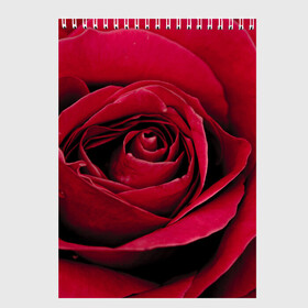 Скетчбук с принтом Бутон алой розы , 100% бумага
 | 48 листов, плотность листов — 100 г/м2, плотность картонной обложки — 250 г/м2. Листы скреплены сверху удобной пружинной спиралью | 8 | day | flower | flowers | international | nature | pud | rose | roses | womens | бутон | день | женский | марта | международный | природа | растение | роза | розы | цветок | цветы