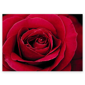 Поздравительная открытка с принтом Бутон алой розы , 100% бумага | плотность бумаги 280 г/м2, матовая, на обратной стороне линовка и место для марки
 | Тематика изображения на принте: 8 | day | flower | flowers | international | nature | pud | rose | roses | womens | бутон | день | женский | марта | международный | природа | растение | роза | розы | цветок | цветы