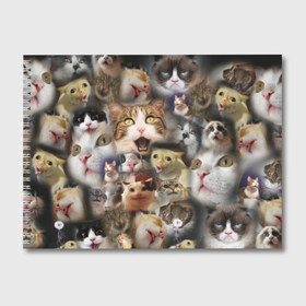 Альбом для рисования с принтом Те самые коты , 100% бумага
 | матовая бумага, плотность 200 мг. | Тематика изображения на принте: грустный кот мем | кот | кот мем | коты | кошка | мем | мем про котов | мемы | мемы с котами
