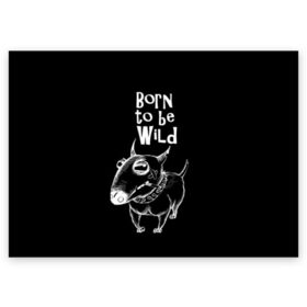 Поздравительная открытка с принтом Born to be wild , 100% бумага | плотность бумаги 280 г/м2, матовая, на обратной стороне линовка и место для марки
 | angry | animals | authority | b | black and white | bull terrier | bully | cool | dog | fight | illustration | swag | thug | wild | авторитет | бандит | бойцовый | бультерьер | дикий | животные | злой | иллюстрация | крутой | надпись | ошейник | п