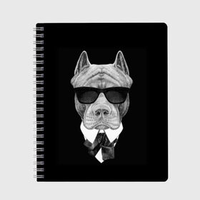 Тетрадь с принтом Питбуль , 100% бумага | 48 листов, плотность листов — 60 г/м2, плотность картонной обложки — 250 г/м2. Листы скреплены сбоку удобной пружинной спиралью. Уголки страниц и обложки скругленные. Цвет линий — светло-серый
 | animals | black | black and white | cool | dog | fight | gentleman | head | illustration | pitbull | swag | white | авторитет | белая | бойцовый | галстук бабочка | голова | джентльмен | животные | иллюстрация | костюм | крутой | очки | 