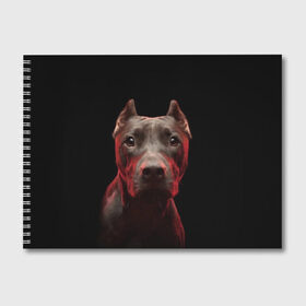 Альбом для рисования с принтом Стафф , 100% бумага
 | матовая бумага, плотность 200 мг. | Тематика изображения на принте: амстафф | голова | животные | мордочка | природа | собака | стафф | стаффордширский терьер