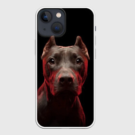Чехол для iPhone 13 mini с принтом Стафф ,  |  | Тематика изображения на принте: амстафф | голова | животные | мордочка | природа | собака | стафф | стаффордширский терьер