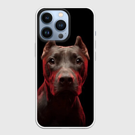 Чехол для iPhone 13 Pro с принтом Стафф ,  |  | амстафф | голова | животные | мордочка | природа | собака | стафф | стаффордширский терьер