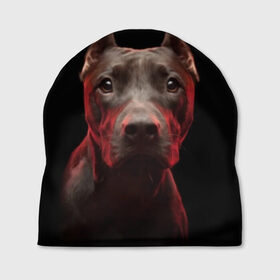 Шапка 3D с принтом Стафф , 100% полиэстер | универсальный размер, печать по всей поверхности изделия | амстафф | голова | животные | мордочка | природа | собака | стафф | стаффордширский терьер