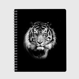 Тетрадь с принтом Тигр , 100% бумага | 48 листов, плотность листов — 60 г/м2, плотность картонной обложки — 250 г/м2. Листы скреплены сбоку удобной пружинной спиралью. Уголки страниц и обложки скругленные. Цвет линий — светло-серый
 | animal | beautiful | black | cool | fangs | fauna | mustache | muzzle | nature | photo | predator | striped | tiger | view | white | wild | wool | белый | взгляд | дикий | животное | клыки | красивый | круто | полосатый | природа | тигр | усы | фа