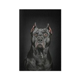 Обложка для паспорта матовая кожа с принтом Питбуль , натуральная матовая кожа | размер 19,3 х 13,7 см; прозрачные пластиковые крепления | animal | black | breed | bull | combat | dog | ears | eyes | image | muzzle | nose | pit bull | portrait | боевой | бугай | глаза | животное | изображение | нос | пес | питбуль | порода | портрет | псина | собака | уши | черный