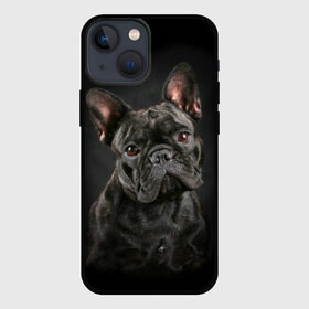 Чехол для iPhone 13 mini с принтом Французский бульдог ,  |  | animal | background | beast | black | breed | bulldog | cool | cute | dog | ears | french | jaw | look | muzzle | portrait | wool | бульдог | взгляд | животное | зверь | милый | пёс | порода | портрет | прикольно | псина | собака | уши | фон | фра