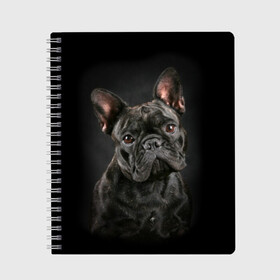 Тетрадь с принтом Французский бульдог , 100% бумага | 48 листов, плотность листов — 60 г/м2, плотность картонной обложки — 250 г/м2. Листы скреплены сбоку удобной пружинной спиралью. Уголки страниц и обложки скругленные. Цвет линий — светло-серый
 | Тематика изображения на принте: animal | background | beast | black | breed | bulldog | cool | cute | dog | ears | french | jaw | look | muzzle | portrait | wool | бульдог | взгляд | животное | зверь | милый | пёс | порода | портрет | прикольно | псина | собака | уши | фон | фра