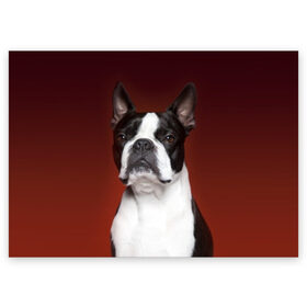 Поздравительная открытка с принтом Французский бульдог , 100% бумага | плотность бумаги 280 г/м2, матовая, на обратной стороне линовка и место для марки
 | Тематика изображения на принте: animal | background | beast | black | breed | bulldog | color | cool | cute | dog | e | jaw | look | muzzle | portrait | red | white | белый | бульдог | взгляд | животное | зверь | красный | милый | пёс | порода | портрет | прикольно | псина | соб