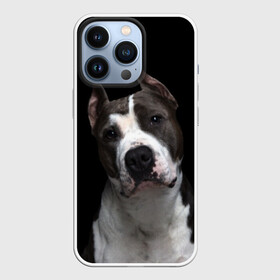 Чехол для iPhone 13 Pro с принтом Американский питбуль ,  |  | animal | black | breed | bull | dog | ears | eyes | fight | fighting | image | muzzle | nose | pit bull | portrait | terrier | white | белый | боевой | бойцовая | бугай | глаза | животное | изображение | нос | пес | питбуль | порода | портрет | пс