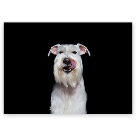 Поздравительная открытка с принтом Белый шнауцер , 100% бумага | плотность бумаги 280 г/м2, матовая, на обратной стороне линовка и место для марки
 | Тематика изображения на принте: animal | background | beast | black | breed | cool | cute | dog | ears | fangs | jaw | look | muzzle | portrait | tongue | white | wool | белый | взгляд | животное | зверь | клыки | милый | пёс | порода | портрет | прикольно | псина | собака | уши