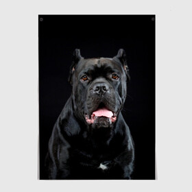Постер с принтом Черный кан - корсо , 100% бумага
 | бумага, плотность 150 мг. Матовая, но за счет высокого коэффициента гладкости имеет небольшой блеск и дает на свету блики, но в отличии от глянцевой бумаги не покрыта лаком | Тематика изображения на принте: animal | background | beast | black | breed | can   corso | cool | cute | dog | ears | fangs | jaw | look | muzzle | portrait | tongue | wool | взгляд | животное | зверь | кан   корсо | клыки | милый | пёс | порода | портрет | прикольно | псина | 