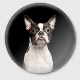 Значок с принтом Бостонский терьер ,  металл | круглая форма, металлическая застежка в виде булавки | Тематика изображения на принте: animal | background | beast | black | boston | breed | color | cool | cute | dog | ears | jaw | look | muzzle | pet | portrait | terrier | white | wool | белый | бостон | взгляд | животное | зверь | милый | пёс | питомец | порода | портрет | прико