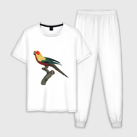 Мужская пижама хлопок с принтом Попугай. Аратинга. , 100% хлопок | брюки и футболка прямого кроя, без карманов, на брюках мягкая резинка на поясе и по низу штанин
 | аратинга | бразилия | зоозащита | попугаи | попугайчики | природа | птица | птицы | солнечный