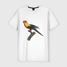 Мужская футболка премиум с принтом Попугай. Аратинга. , 92% хлопок, 8% лайкра | приталенный силуэт, круглый вырез ворота, длина до линии бедра, короткий рукав | аратинга | бразилия | зоозащита | попугаи | попугайчики | природа | птица | птицы | солнечный