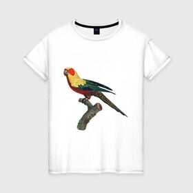 Женская футболка хлопок с принтом Попугай. Аратинга. , 100% хлопок | прямой крой, круглый вырез горловины, длина до линии бедер, слегка спущенное плечо | аратинга | бразилия | зоозащита | попугаи | попугайчики | природа | птица | птицы | солнечный