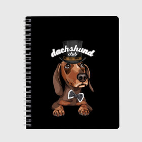 Тетрадь с принтом Такса в цилиндре , 100% бумага | 48 листов, плотность листов — 60 г/м2, плотность картонной обложки — 250 г/м2. Листы скреплены сбоку удобной пружинной спиралью. Уголки страниц и обложки скругленные. Цвет линий — светло-серый
 | animal | black | bowtie | breed | brown | cool | cylinder | dachshund | dog | gentleman | muzzle | white | белый | галстук  бабочка | джентльмен | животное | коричневый | порода | прикольный | собака | такса | цилиндр | черный
