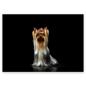 Поздравительная открытка с принтом Йоркширский терьер , 100% бумага | плотность бумаги 280 г/м2, матовая, на обратной стороне линовка и место для марки
 | animal | barrette | breed | cute | dog | funny | muzzle | small | terrier | yorkshire | животное | забавный | заколка | йоркширский | маленький | милый | порода | смешной | собака | терьер