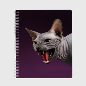 Тетрадь с принтом Сфинкс , 100% бумага | 48 листов, плотность листов — 60 г/м2, плотность картонной обложки — 250 г/м2. Листы скреплены сбоку удобной пружинной спиралью. Уголки страниц и обложки скругленные. Цвет линий — светло-серый
 | Тематика изображения на принте: aggressive | angry | animal | bald | breed | cat | dangerous | fangs | gray | purple | sphinx | агрессивный | животное | злой | клыки | кот | лысый | опасный | порода | серый | сфинкс | фиолетовый