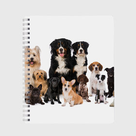 Тетрадь с принтом Породистые собаки , 100% бумага | 48 листов, плотность листов — 60 г/м2, плотность картонной обложки — 250 г/м2. Листы скреплены сбоку удобной пружинной спиралью. Уголки страниц и обложки скругленные. Цвет линий — светло-серый
 | animal | bernese | breed | bulldog | corgi | cute | dog | french | funny | jack | labrador | mountain dog | muzzle | paws | pug | puppy | spaniel | бернский | бульдог | джек рассел | животное | забавный | зенненхунд | корги | лабрадор | лапы | милый