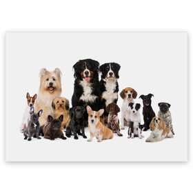 Поздравительная открытка с принтом Породистые собаки , 100% бумага | плотность бумаги 280 г/м2, матовая, на обратной стороне линовка и место для марки
 | animal | bernese | breed | bulldog | corgi | cute | dog | french | funny | jack | labrador | mountain dog | muzzle | paws | pug | puppy | spaniel | бернский | бульдог | джек рассел | животное | забавный | зенненхунд | корги | лабрадор | лапы | милый